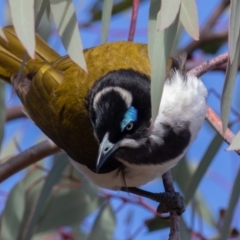 Entomyzon cyanotis at Hall, ACT - 30 Jun 2019