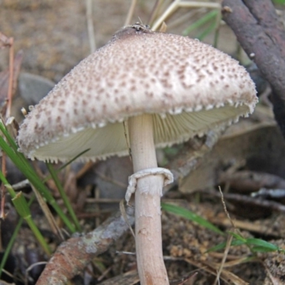 Macrolepiota clelandii (Macrolepiota clelandii) at Shoalhaven Heads, NSW - 29 Jun 2019 by Nurjahan