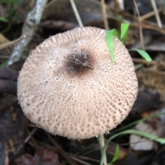 Macrolepiota clelandii at Shoalhaven Heads, NSW - 29 Jun 2019 11:21 AM