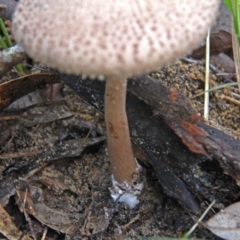 Macrolepiota clelandii at Shoalhaven Heads, NSW - 29 Jun 2019