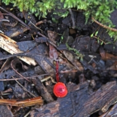 Cruentomycena viscidocruenta (Ruby Mycena) at Shoalhaven Heads, NSW - 26 Jun 2019 by Nurjahan