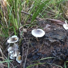 Omphalotus nidiformis (Ghost Fungus) at Shoalhaven Heads, NSW - 29 Jun 2019 by Nurjahan