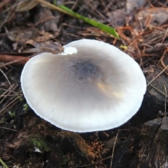 Omphalotus nidiformis at Shoalhaven Heads, NSW - 29 Jun 2019 11:33 AM