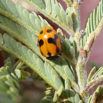 Hippodamia variegata (Spotted Amber Ladybird) at Gigerline Nature Reserve - 29 Jun 2019 by Christine
