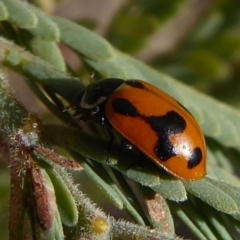 Hippodamia variegata at Tharwa, ACT - 29 Jun 2019