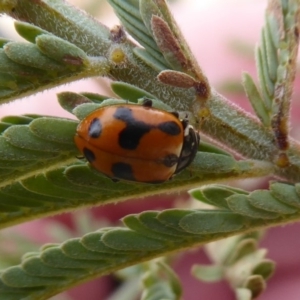 Hippodamia variegata at Tharwa, ACT - 29 Jun 2019