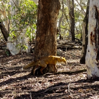 Vulpes vulpes (Red Fox) at Mulligans Flat - 30 Jun 2019 by Jek