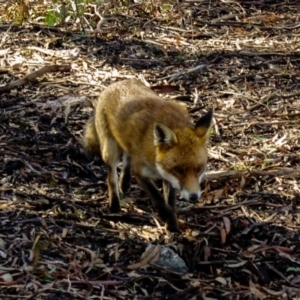 Vulpes vulpes at Gungahlin, ACT - 30 Jun 2019