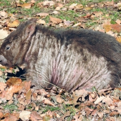 Vombatus ursinus (Common wombat, Bare-nosed Wombat) at Point Hut to Tharwa - 30 Jun 2019 by RodDeb