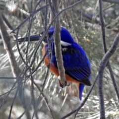 Ceyx azureus (Azure Kingfisher) at Tuggeranong DC, ACT - 30 Jun 2019 by RodDeb