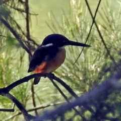 Ceyx azureus at Tuggeranong DC, ACT - 30 Jun 2019