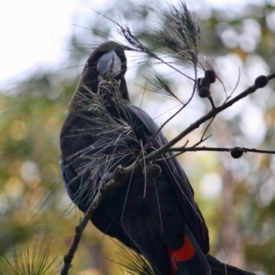Calyptorhynchus lathami lathami (Glossy Black-Cockatoo) at Broulee Moruya Nature Observation Area - 29 Jun 2019 by LisaH