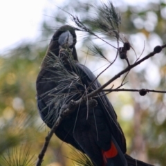 Calyptorhynchus lathami (Glossy Black-Cockatoo) at Moruya, NSW - 29 Jun 2019 by LisaH