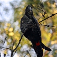 Calyptorhynchus lathami lathami at Moruya, NSW - 29 Jun 2019