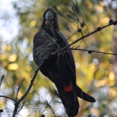 Calyptorhynchus lathami at Moruya, NSW - 29 Jun 2019