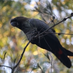 Calyptorhynchus lathami lathami at Moruya, NSW - suppressed