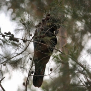 Calyptorhynchus lathami lathami at Moruya, NSW - suppressed