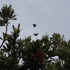 Delias harpalyce (Imperial Jezebel) at Guerilla Bay, NSW - 29 Jun 2019 by LisaH