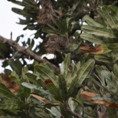 Delias harpalyce at Guerilla Bay, NSW - 29 Jun 2019 04:46 PM