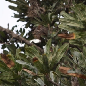 Delias harpalyce at Guerilla Bay, NSW - 29 Jun 2019 04:46 PM