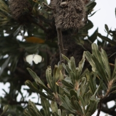 Delias harpalyce at Guerilla Bay, NSW - 29 Jun 2019