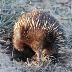 Tachyglossus aculeatus (Short-beaked Echidna) at Bournda, NSW - 30 Jun 2019 by RossMannell
