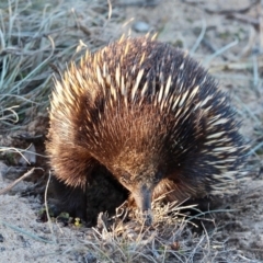 Tachyglossus aculeatus (Short-beaked Echidna) at Bournda National Park - 30 Jun 2019 by RossMannell