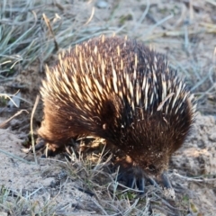 Tachyglossus aculeatus at Bournda, NSW - 30 Jun 2019