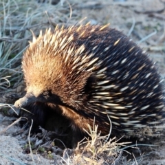 Tachyglossus aculeatus at Bournda, NSW - 30 Jun 2019