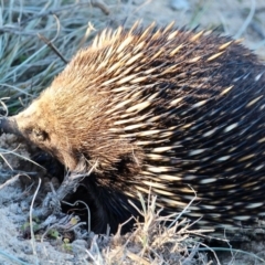 Tachyglossus aculeatus at Bournda, NSW - 30 Jun 2019