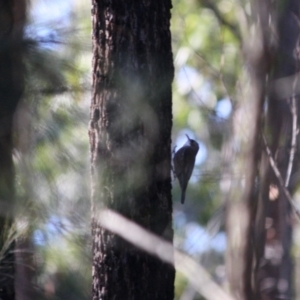 Cormobates leucophaea at Moruya, NSW - 30 Jun 2019