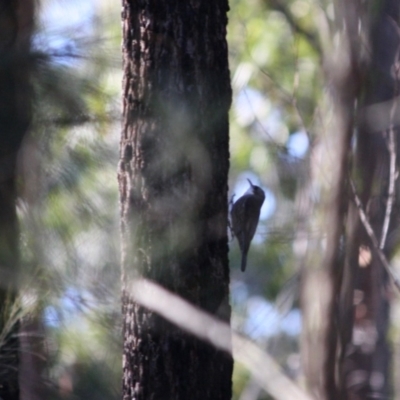 Cormobates leucophaea (White-throated Treecreeper) at Mogo State Forest - 30 Jun 2019 by LisaH