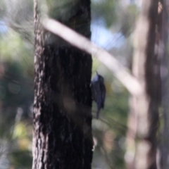 Cormobates leucophaea at Moruya, NSW - 30 Jun 2019