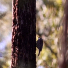 Cormobates leucophaea at Moruya, NSW - 30 Jun 2019