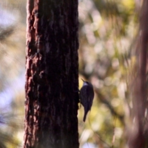 Cormobates leucophaea at Moruya, NSW - 30 Jun 2019