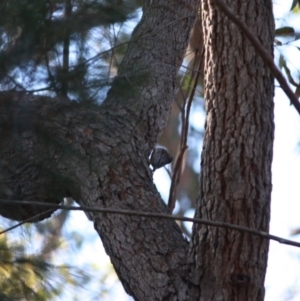 Cormobates leucophaea at Moruya, NSW - 30 Jun 2019