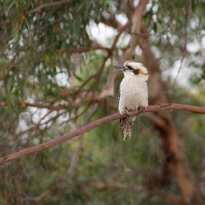 Dacelo novaeguineae (Laughing Kookaburra) at Florey, ACT - 4 Dec 2018 by b