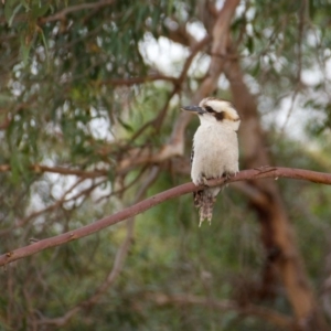 Dacelo novaeguineae at Florey, ACT - 5 Dec 2018