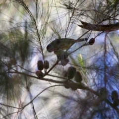 Neochmia temporalis (Red-browed Finch) at Broulee Moruya Nature Observation Area - 30 Jun 2019 by LisaH