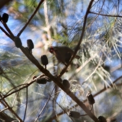 Neochmia temporalis at Moruya, NSW - 30 Jun 2019