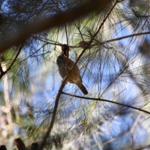 Neochmia temporalis at Moruya, NSW - 30 Jun 2019