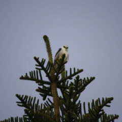 Elanus axillaris (Black-shouldered Kite) at Mossy Point, NSW - 29 Jun 2019 by LisaH