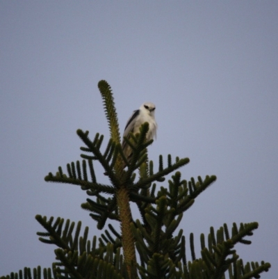 Elanus axillaris (Black-shouldered Kite) at Batemans Marine Park - 29 Jun 2019 by LisaH