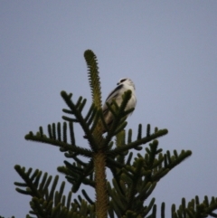 Elanus axillaris at Mossy Point, NSW - 30 Jun 2019 09:53 AM