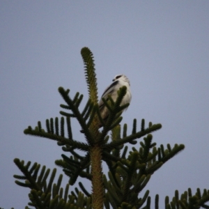 Elanus axillaris at Mossy Point, NSW - 30 Jun 2019