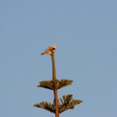 Elanus axillaris at Mossy Point, NSW - 30 Jun 2019 09:53 AM