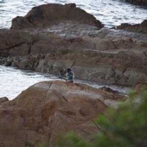 Corvus coronoides at Mossy Point, NSW - 30 Jun 2019 09:38 AM