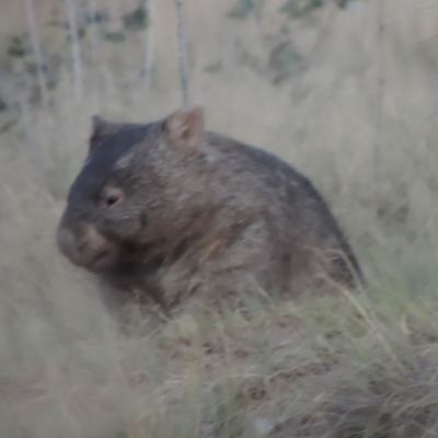 Vombatus ursinus (Common wombat, Bare-nosed Wombat) at Point Hut to Tharwa - 3 Apr 2019 by michaelb