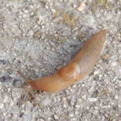 Deroceras laeve (Marsh Slug) at Pollinator-friendly garden Conder - 21 Aug 2016 by michaelb