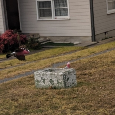 Eolophus roseicapilla (Galah) at Wingecarribee Local Government Area - 1 Jul 2019 by Margot